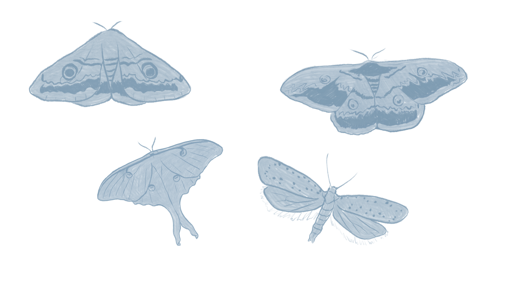 Hand-drawn moth illustrations
