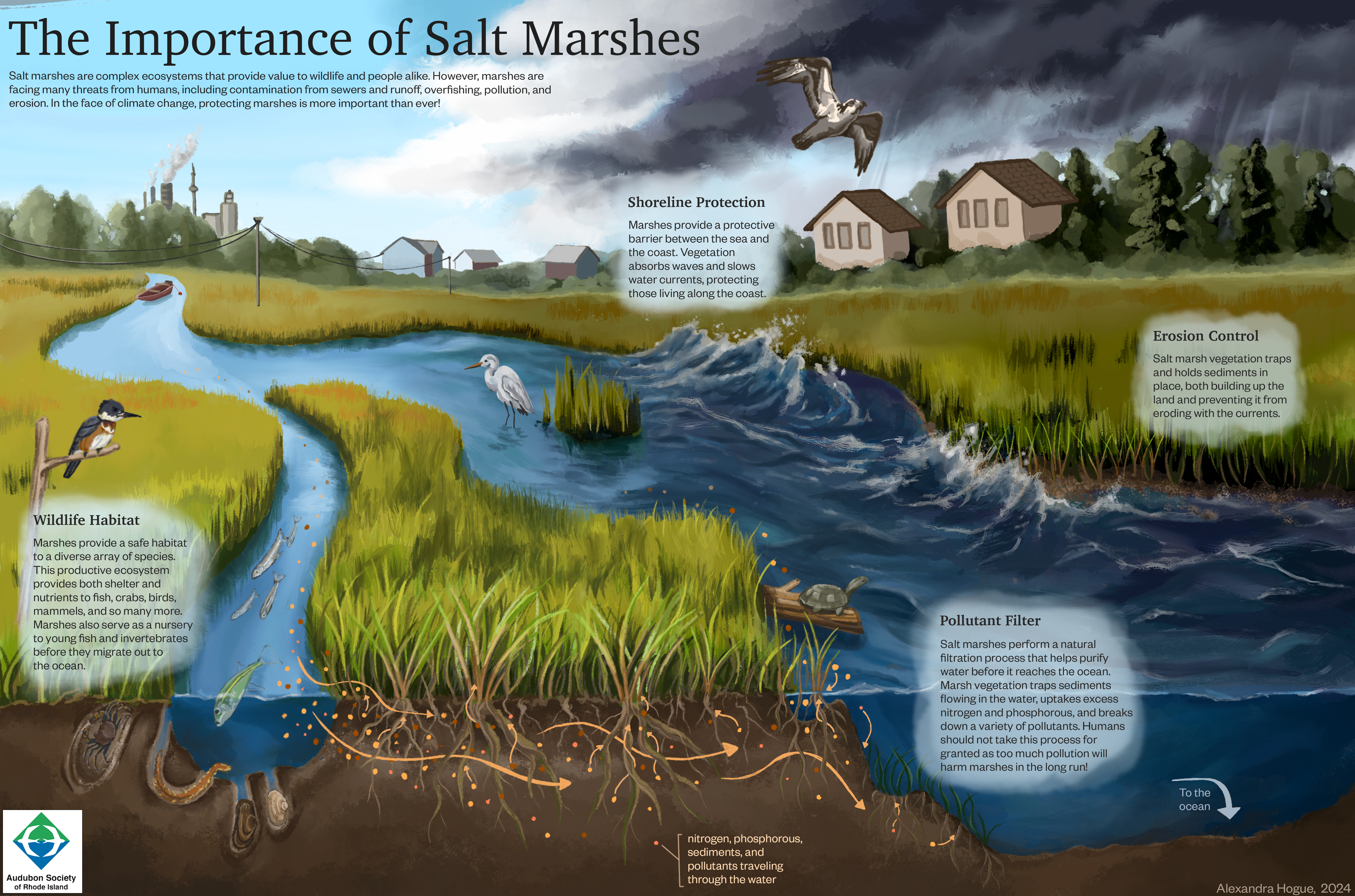 audubon society salt marsh educational poster