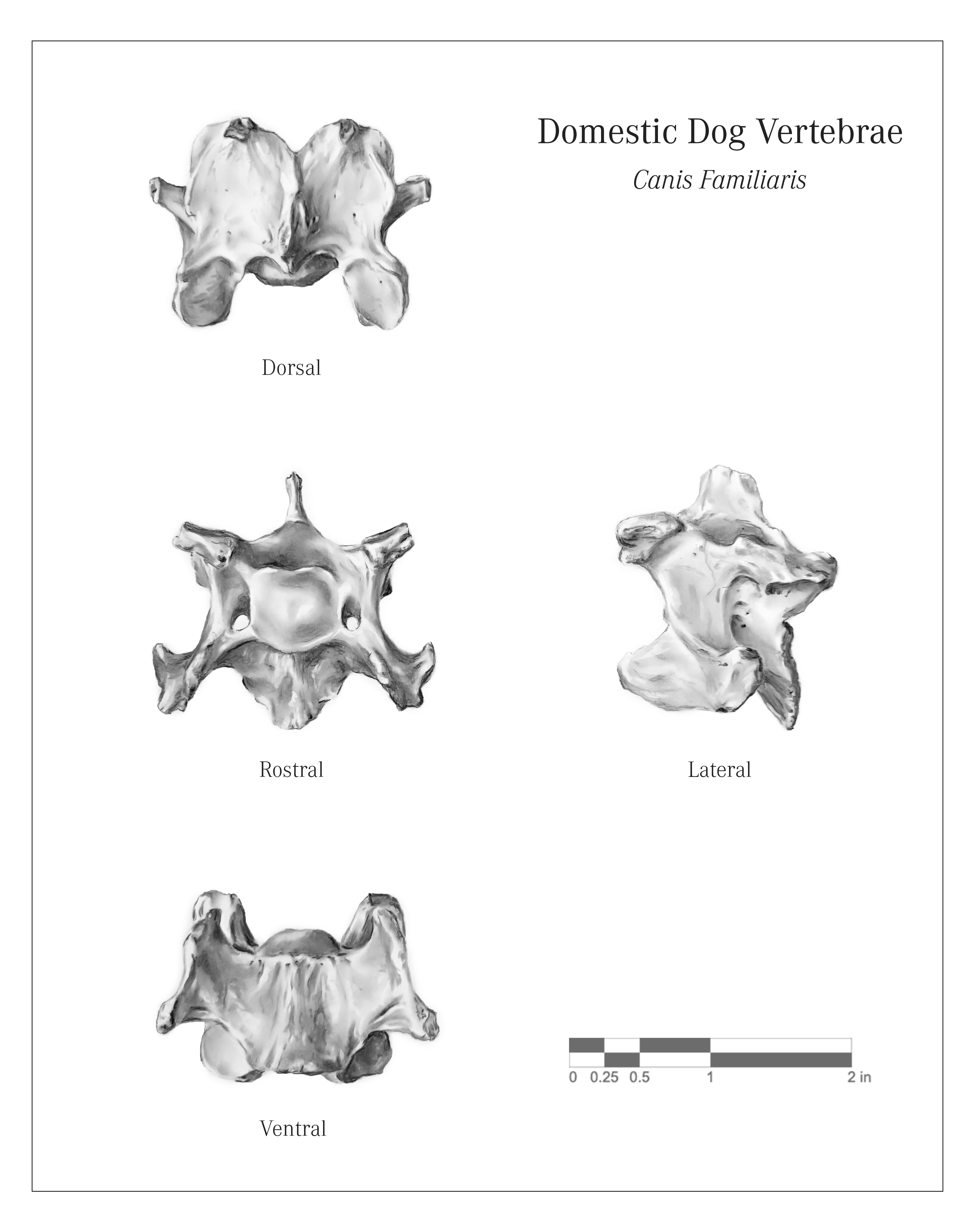 bone structure medical illustration